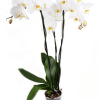Orhidee albă