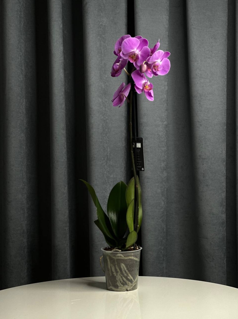 Orhidee  roz